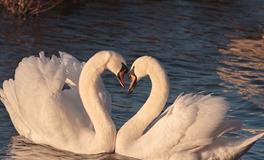 属猴和属牛的八字合吗