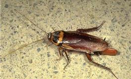 双子座最怕什么动物