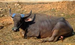 处女座最怕什么动物