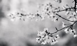 女人梦见自己快要死了