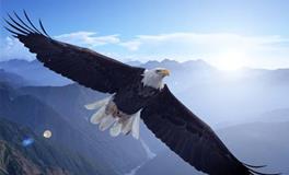 白羊座代表的动物