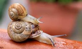 巨蟹座代表的动物