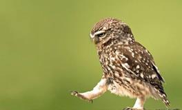 处女座代表的动物