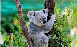 双鱼座代表的动物