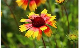 白羊座代表的花