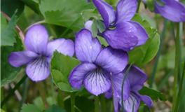 水瓶座代表的花