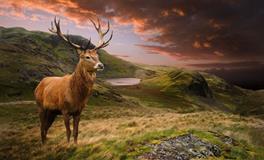 盘点那些吹牛不上税的生肖