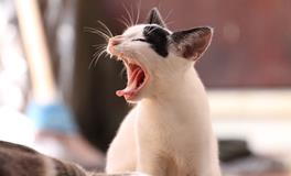 梦见猫咬我预示着什么