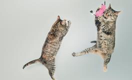 梦见被猫咬出血