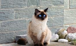 周公解梦梦见小狗