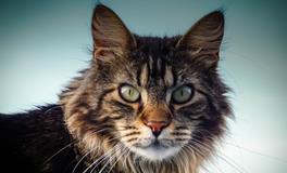 梦见自己变成猫