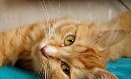 怀孕做梦梦见猫