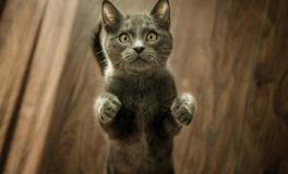 做梦梦到一窝小猫