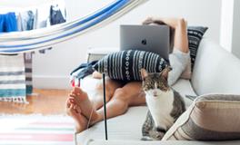 梦到很多可爱的猫