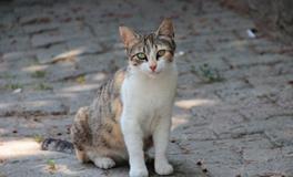 做梦梦到好多只猫