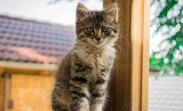 做梦梦见猫是什么意思