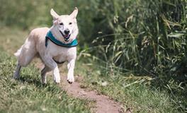 女人梦到狗死了