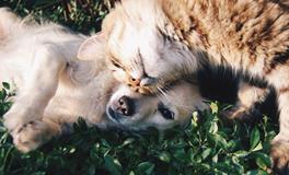 梦见死狗是什么意思