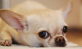 梦到自己狗怀孕了