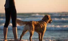 梦到狗狗怀孕了