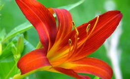 做梦梦到被蛇咬出血