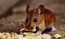 十二生肖鼠的歇后语