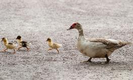 梦见被老鼠咬是什么意思