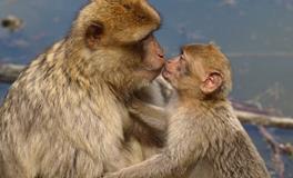 十二生肖猴的歇后语