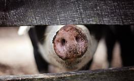 十二生肖猪的歇后语