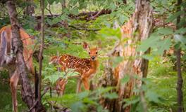 孕妇梦见打死老鼠