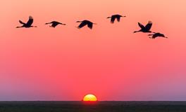 梦到自己把老鼠打死了