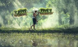 孕妇梦到死老鼠是什么意思