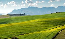 孕妇梦到好多死老鼠