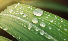 怀孕梦到小白鼠