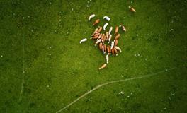 梦见死人从棺材里出来