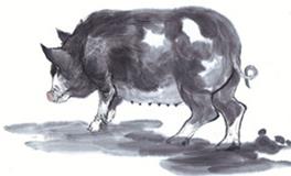 属猪双子座的AB型血性格特征