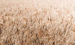 属马双鱼座男生性格