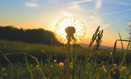 属猪白羊座男生性格