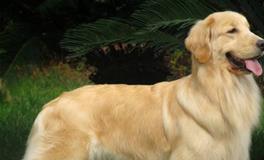 白羊座专属萌宠