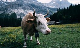 生肖牛的属相文化是什么