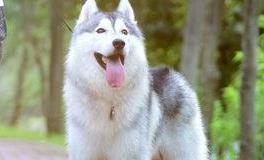 处女座专属萌宠