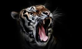 梦到老虎是什么意思