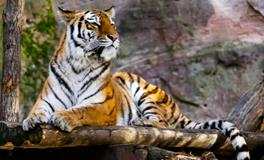 梦见杀老虎是什么意思