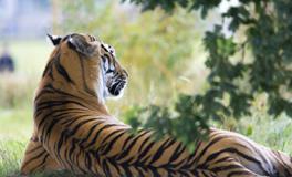 孕妇梦到好多老虎