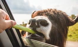 梦见和陌生人吃饭