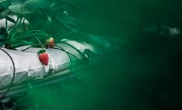 梦见吃菜是什么意思