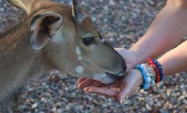 梦见很多人在我家吃饭
