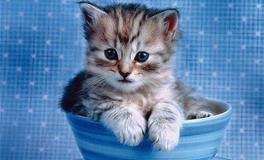 Alex双子座2018年9月运势