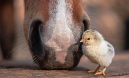 有关鸡的成语文化