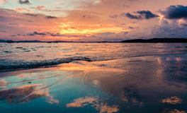 做梦梦到猫和鱼